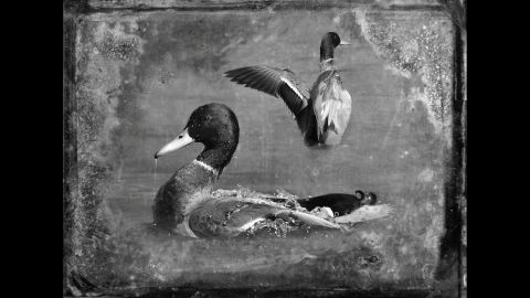 Dianne Yudelson used a variety of methods to make her bird photos look like antique tintypes. Pictured here are mallards.