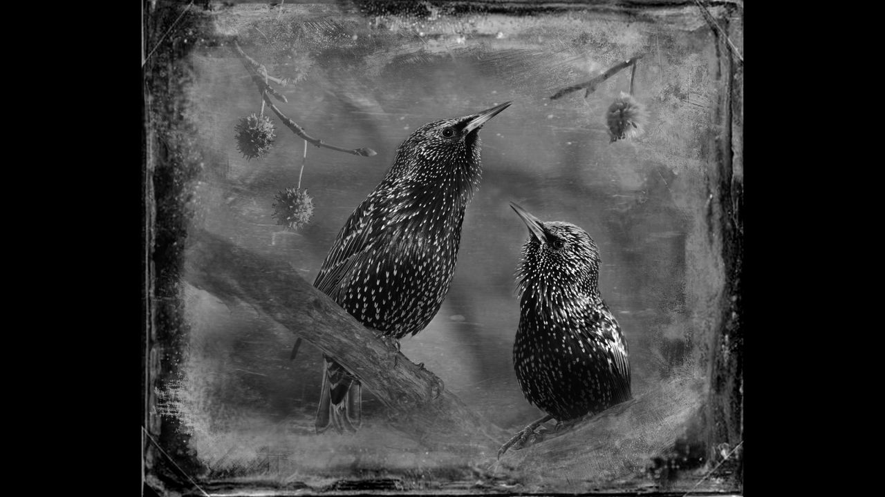 A photo of starlings. Yudelson kept many of the shots close-up and centered on the birds because she felt it expressed her personal connection with them. 