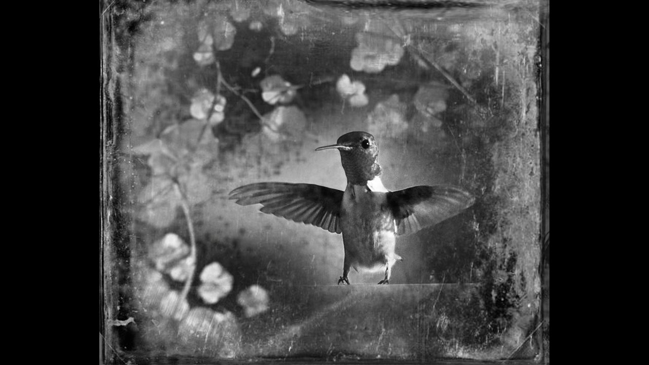 A ruby-throated hummingbird. "If I'm driving down the freeway and I see (a bird) out of the corner of my eye, I will detour or stall or sit and wait in a ditch," Yudelson said. 
