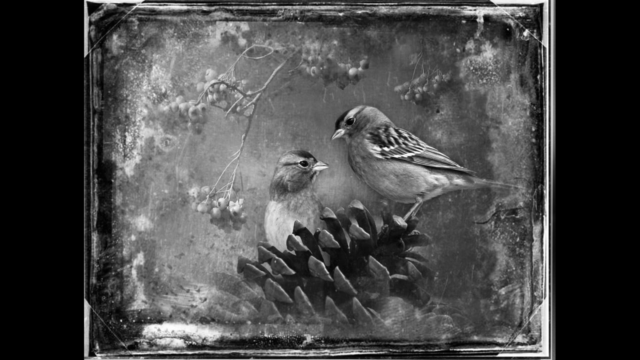 Chipping sparrows.