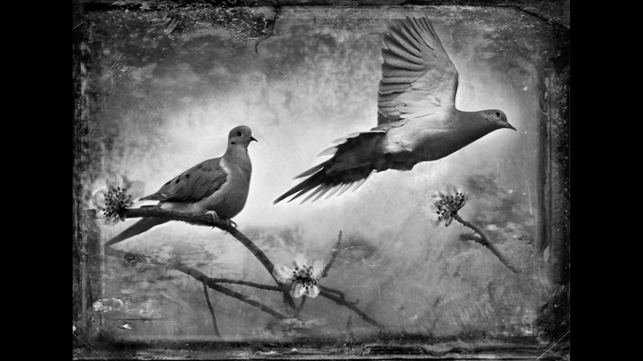 Mourning doves. 