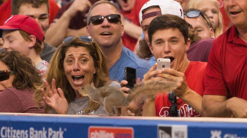 Fans react as a squirrel runs across the top of the Phillies dugout in a game between Philadelphia Phillies and St. Louis Cardinals on Friday, June 19, in Philadelphia. 