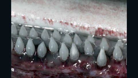 Scientists say the placid plankton feeders have "thin and week jaws lined with tiny (2-mm-long) teeth," which make them rather "un-shark-like."
