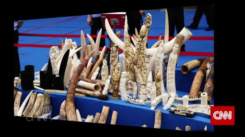 Finding Illegal Ivory Online CNN   150624015824 On China Wild Aid Photographer Hofford Intv 00012227 