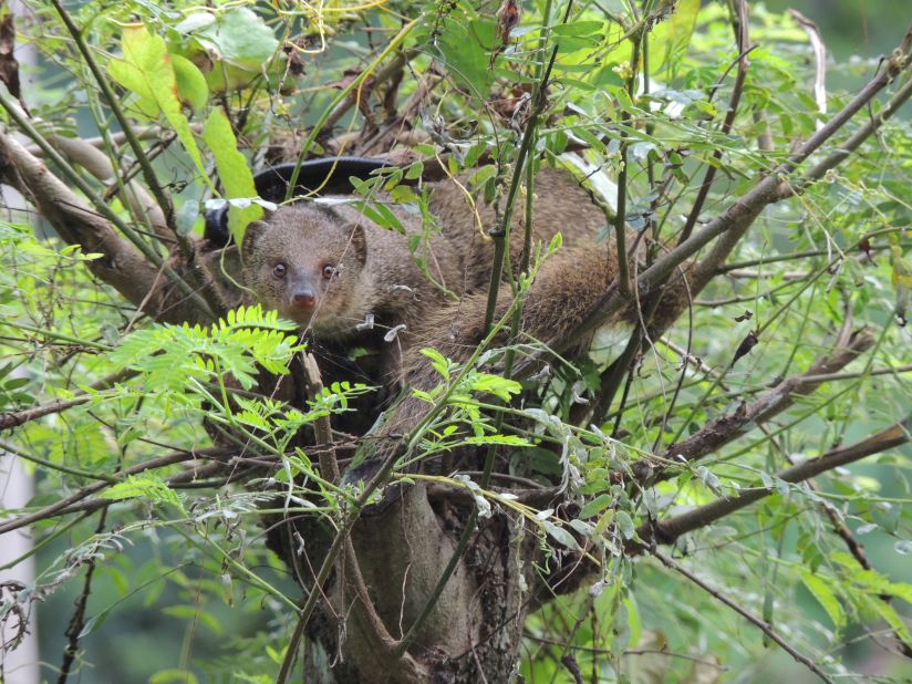 A mongoose stares intensely at iReporter <a href="http://ireport.cnn.com/docs/DOC-1221371">Hank Borgsteede.</a> He saw this furry friend in a tree while walking along the island. "I've seen mongooses several times before, but this was the first time I'd seen one in a tree," he said.  