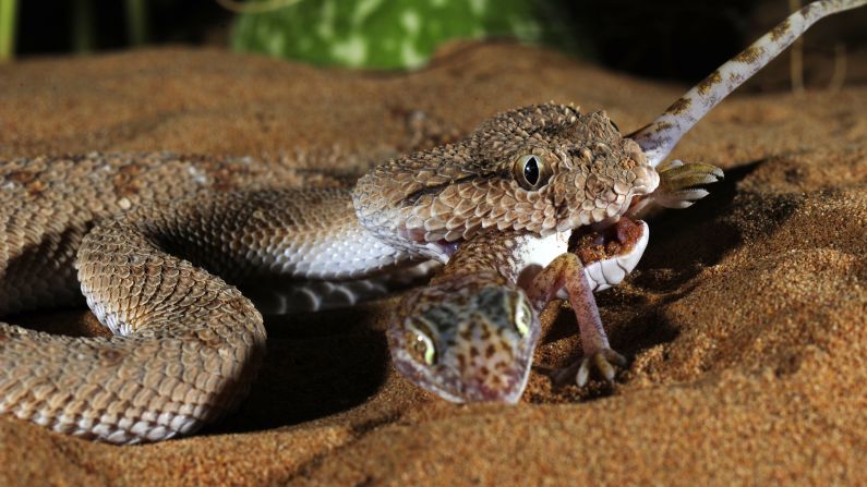 Animal venoms have evolved to immobilize and kill prey in seconds. Venomous toxins target vital body parts with extreme precision and potency, making them valuable templates to craft new drugs. Pictured, a desert viper preys on a gecko.