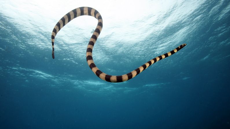 Despite their deadly venoms, sea snakes are commercially harvested in Asia and made into soups. But the venoms of sea snakes and other marine animals remain mostly unexplored and are an important natural treasure.