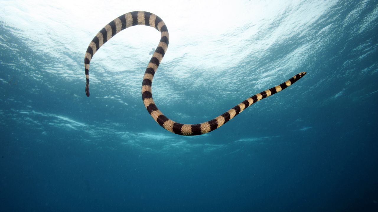 How nature's deadliest venoms are saving lives | CNN
