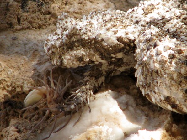 Teams at the University of Queensland are studying the venom of the the spider tail viper, native to Iran, which has an appendage on its tail resembling a spider to lure its prey. By studying rare and remote animals like these, researchers hope to find toxins that can be used to develop new drugs.