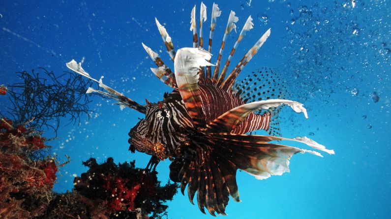 More than 1,000 species of fish have venom, including the Lionfish found in the Republic of Palau, Micronesia, whose spines have apparatus to produce venom when needed. The vast majority of the world's venomous fish remain unexplored by science.