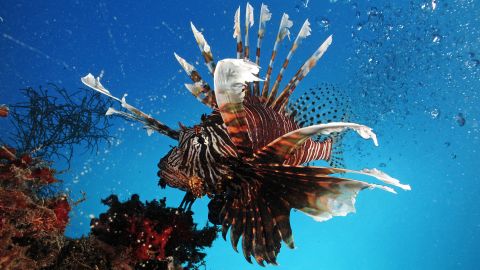 More than 1,000 species of fish have venom, including the Lionfish found in the Republic of Palau, Micronesia, whose spines have apparatus to produce venom when needed. The vast majority of the world's venomous fish remain unexplored by science. 
