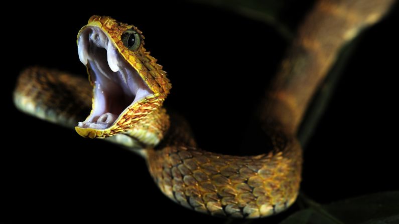 Viper venoms are a highly successful source of drugs, but many vipers live in endangered habitats. Pictured, a bush viper hanging from the tree branches at the border of Cameroon and Republic of the Congo.