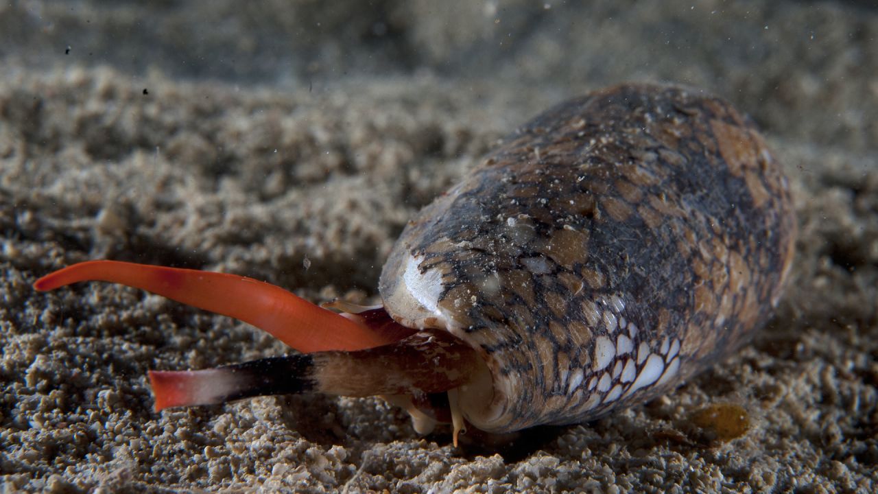 Venomous marine snails such as the cone snail have complex and potent venoms. The drug ziconotide originated from cone snail venom and is today used for the management of severe chronic pain.