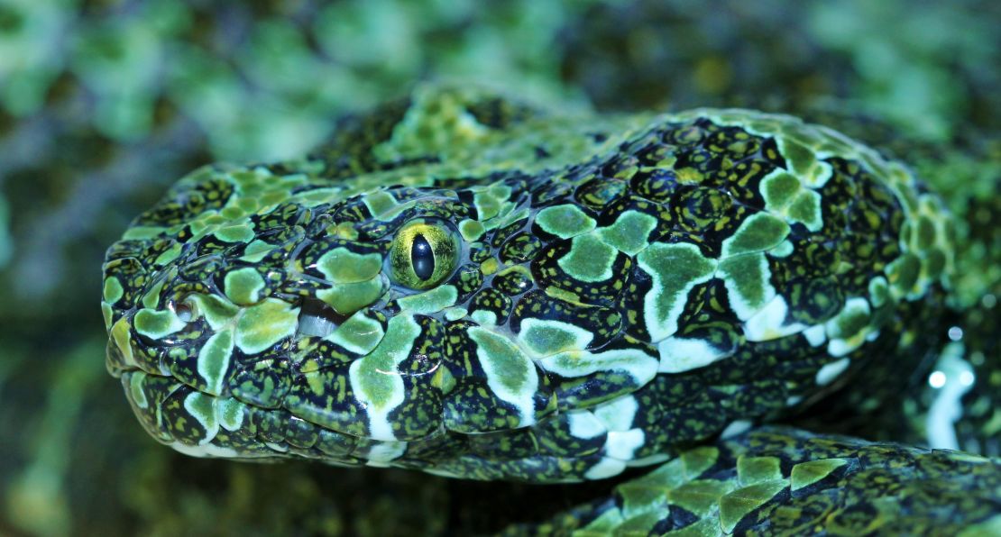 The venom of rare Mangshan vipers is being explored to identify new drugs for development.