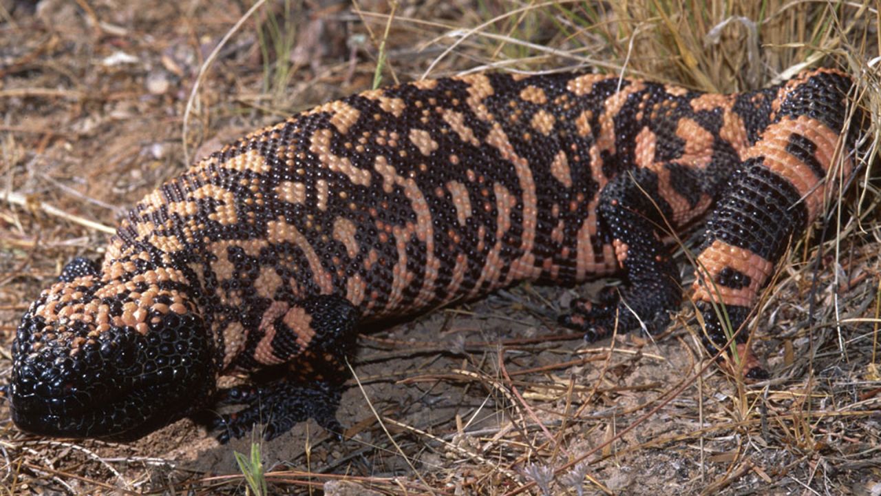 The Gila monster is one of the very few species of venomous lizard. It's found  in the United States and Mexico and is the source of exenatide -- a drug used to treat Type 2 diabetes.  