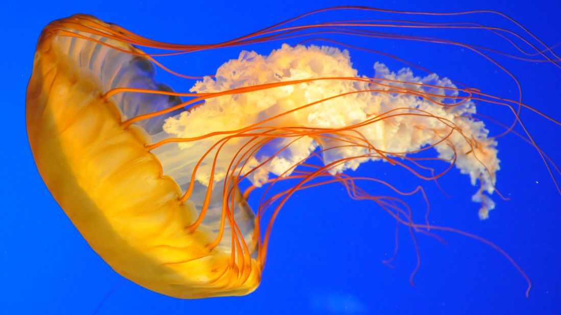 Urine is not an antidote to the venom of a jellyfish. Rinsing the wound with saltwater or using vinegar can be effective.