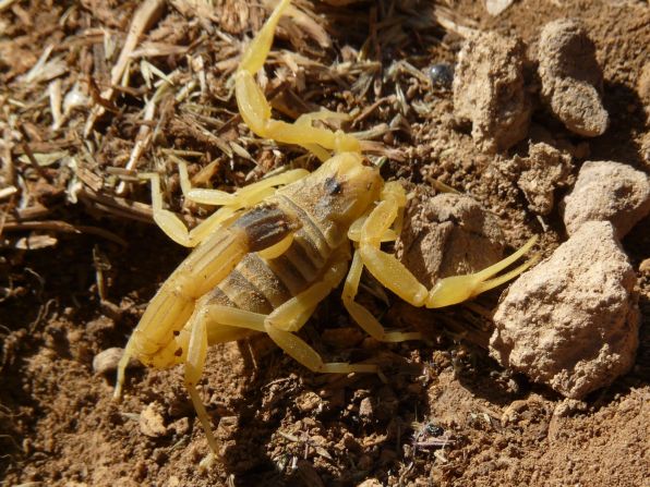 The venom of the deathstalker scorpion has been in trials for use during surgery to help surgeons locate tumors in the body.