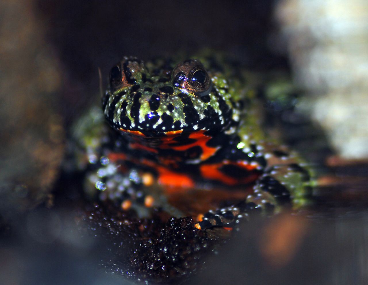 The venom of the fire-bellied toad has been in trials to develop drugs to help image and identify prostate cancer in patients.