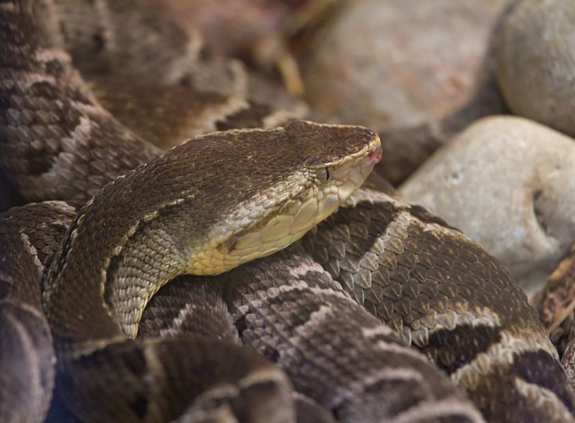 The venom of the Brazilian lancehead viper was once used on arrowheads. It was later identified as a potent drug to treat high blood pressure and was the first venom-based drug approved by the FDA, in 1981.