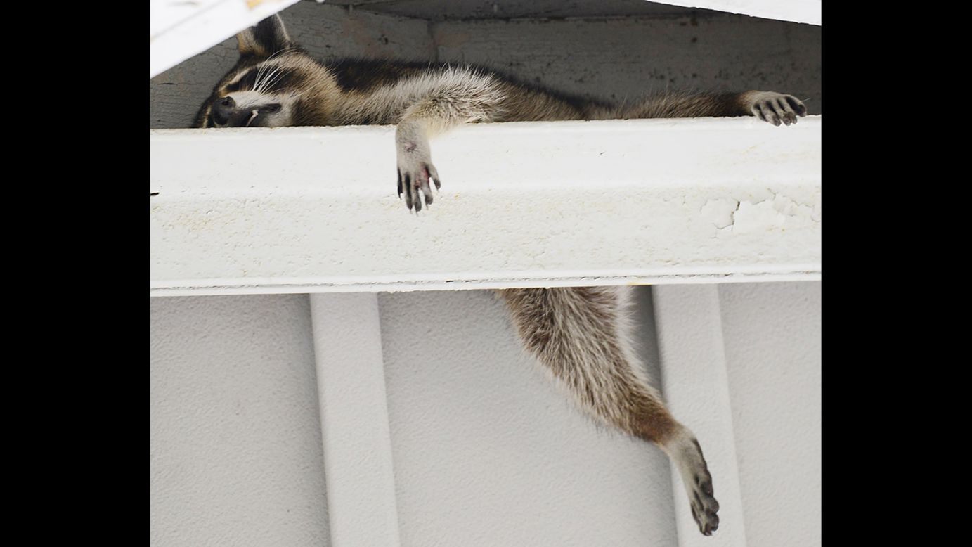 A raccoon takes a nap in a breezy rafter during a hot day in Durham, North Carolina, on Friday, June 19.