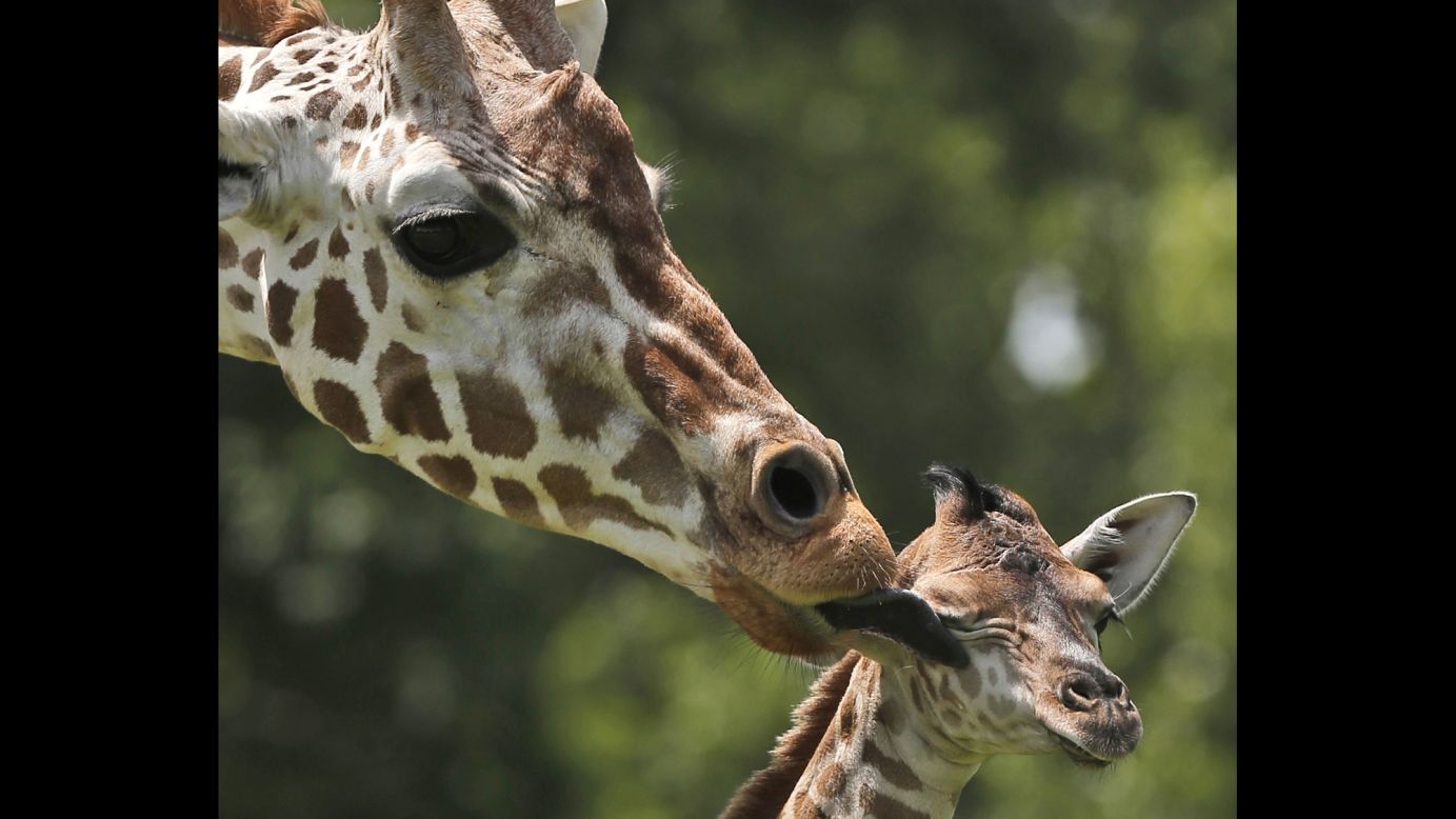 A giraffe named Ellie kisses her newborn calf at the Oklahoma City Zoo on Tuesday, June 23. The young female has not been named yet. 