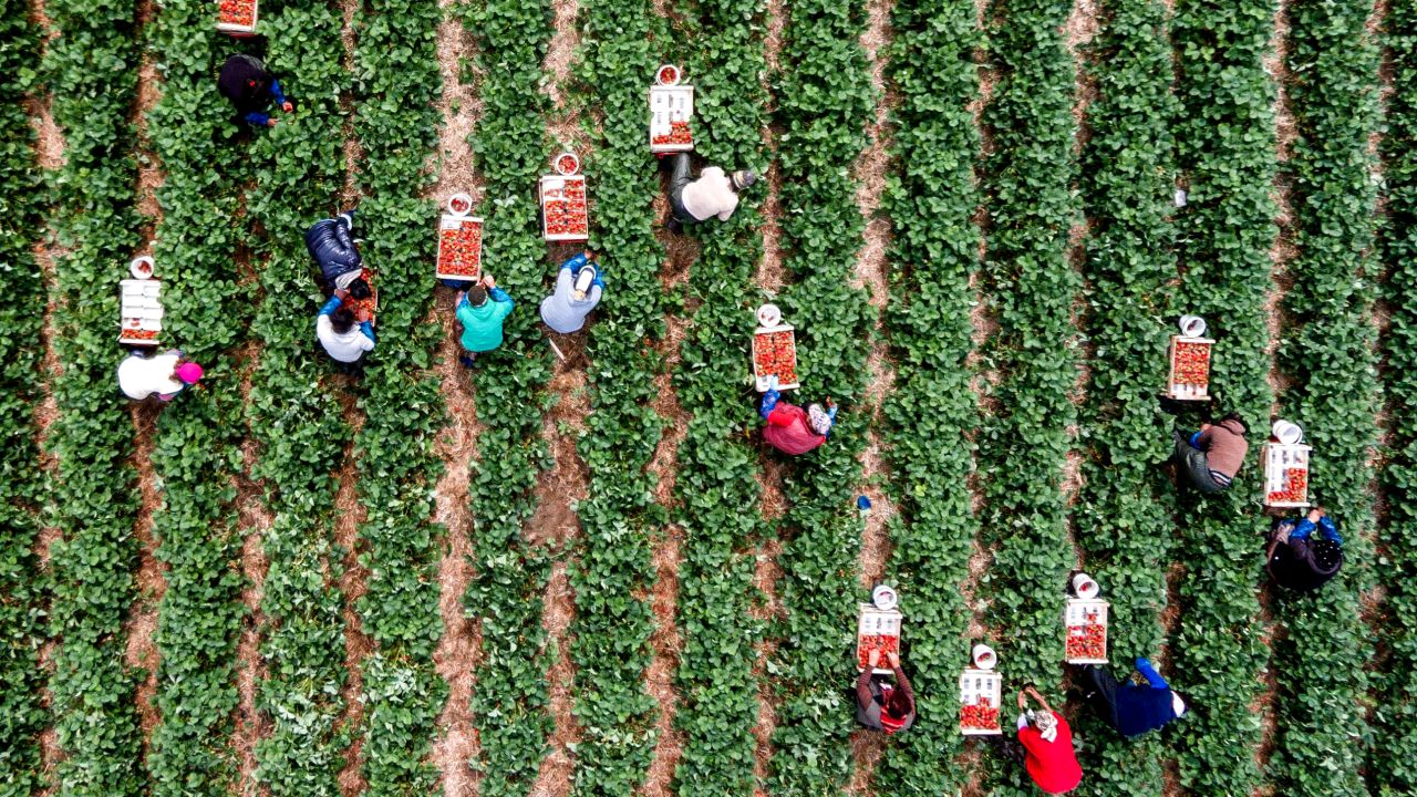 Harvesters pick strawberries in Regensburg, Germany, on Monday, June 22.