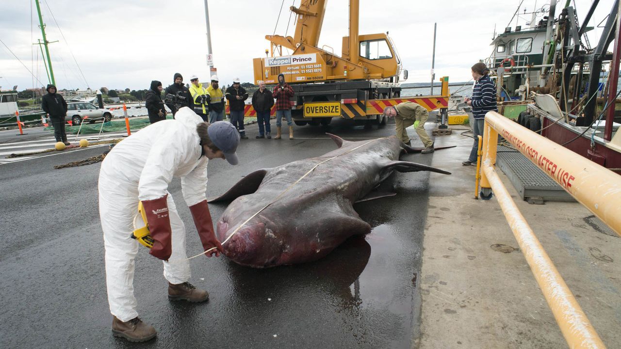 A basking shark measuring nearly 21 feet <a href="http://www.cnn.com/2015/06/23/asia/australia-basking-shark/" target="_blank">was accidentally caught by a trawler</a> off the coast of Victoria, Australia, on Monday, June 22. The basking shark is the second-biggest fish species in the world after the whale shark, but it a seldom-seen giant: It has only been caught three times since 1880.