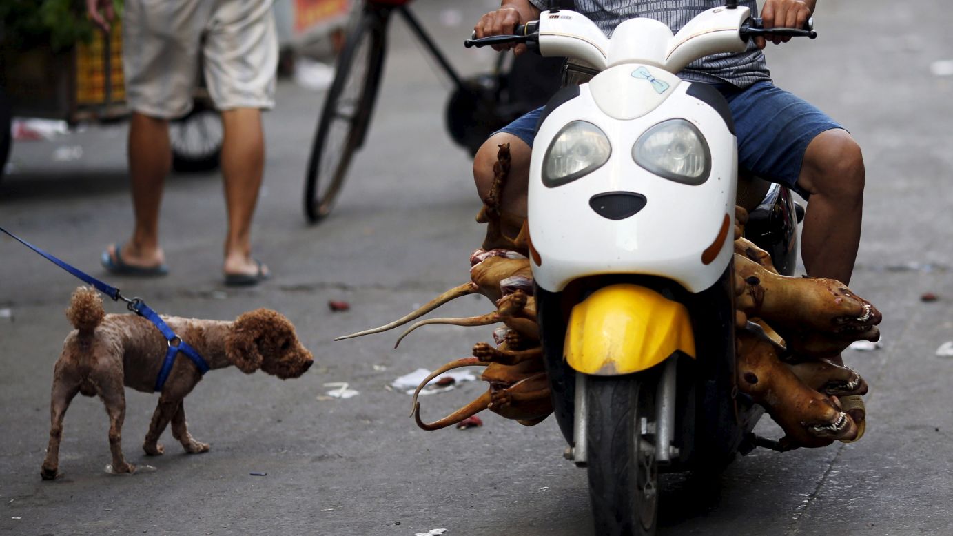 A man carries butchered dogs ahead of a local dog meat festival in Yulin, China, on Sunday, June 21. <a href="http://www.cnn.com/2015/06/22/asia/china-dog-meat-festival/" target="_blank">The festival has become a battlefront</a> in China's nascent animal rights movement.