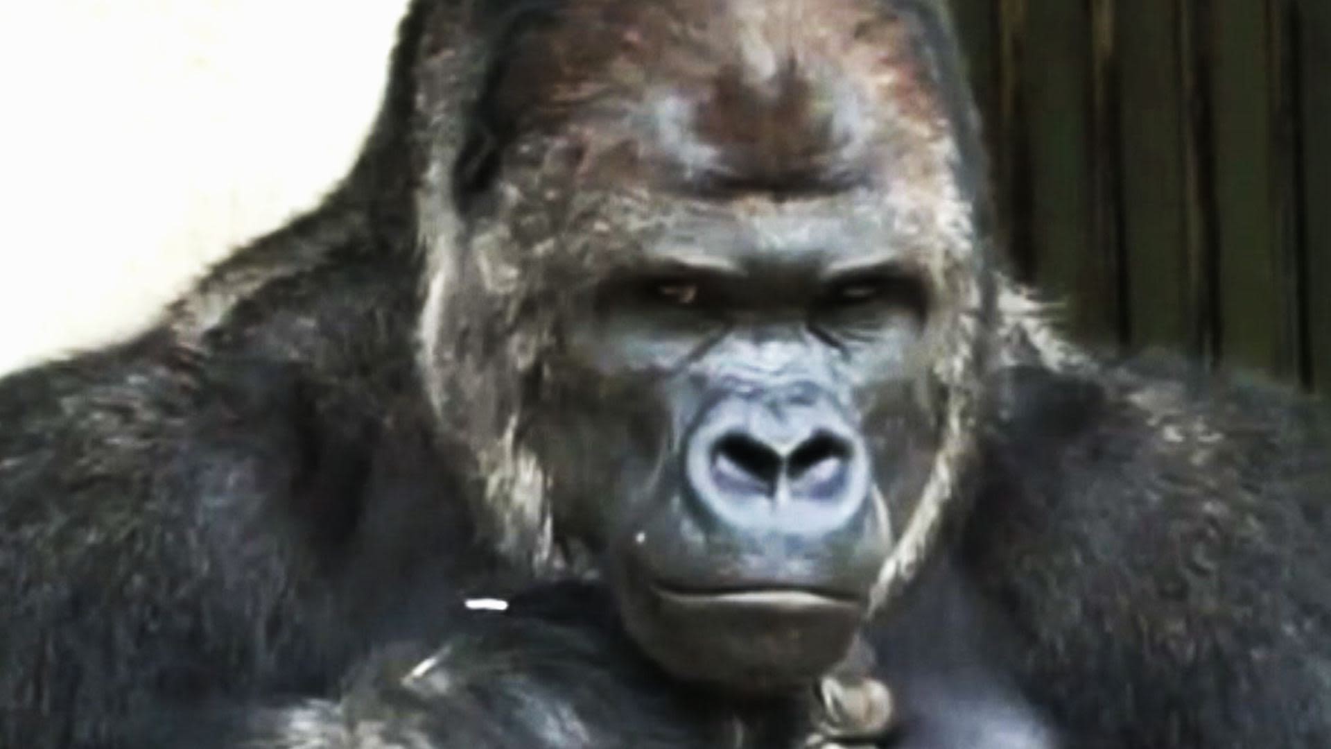 1920px x 1080px - Women flock to 'handsome' gorilla | CNN