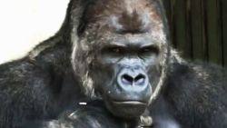 handsome gorilla hit with ladies japan ripley