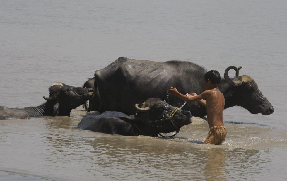 A Pakistani child pours water on his cattle to cool off during a hot afternoon in Peshawar on Thursday, June 25.