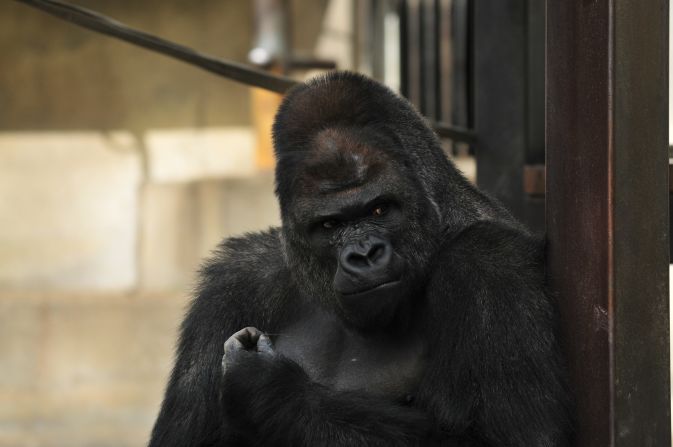 A surprisingly hunky male gorilla, Shabani, has female humans going ape after mugshots of the 18-year-old animal began going viral on Twitter in Japan. 