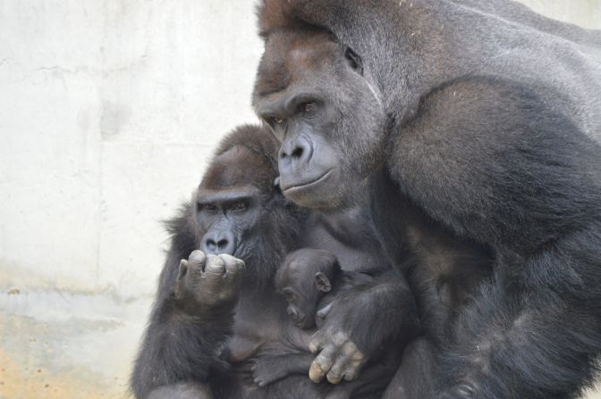 Shabani is no brute: The gorilla is said to be an excellent father. 