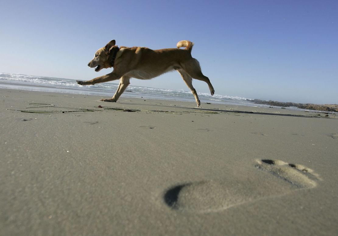 Pacific Grove: A beach retreat with room to run.