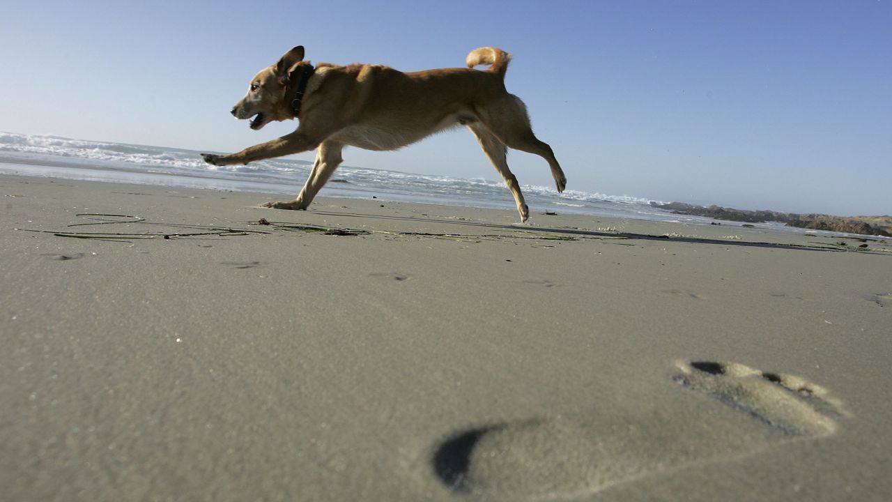 Pacific Grove: A beach retreat with room to run.