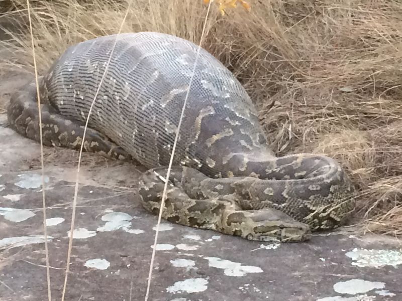 South Africa python's deadly meal: a porcupine | CNN