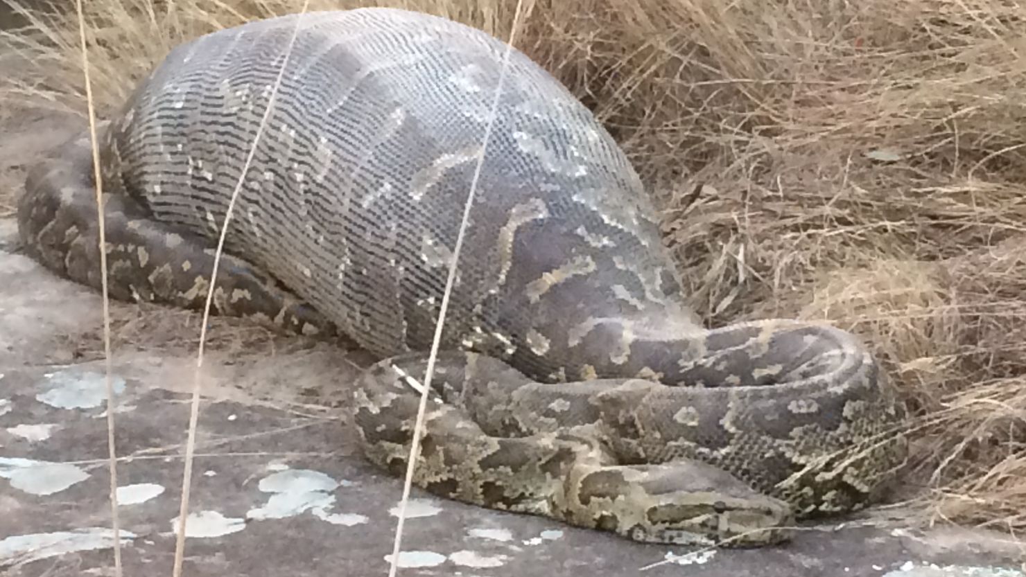 A python died after eating a porcupine at the Lake Eland Game Reserve in South Africa.