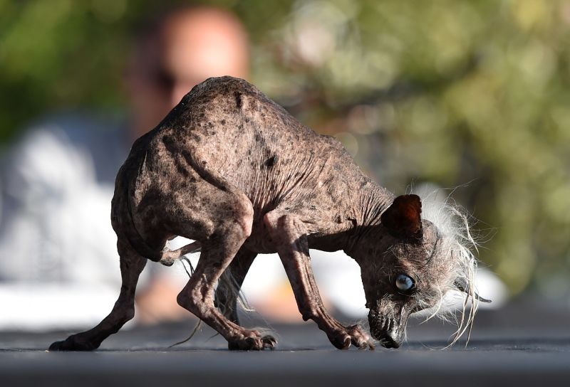 Ugliest dog 2025 mexican hairless dog