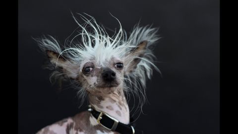 Chinese crested Rascal Deux comes from "ugly dog royalty," according to his biography. His father, Rascal, was named World's Ugliest Dog in 2002 and made the most of it, appearing on "The Tonight Show," "The View" and other talk shows. 