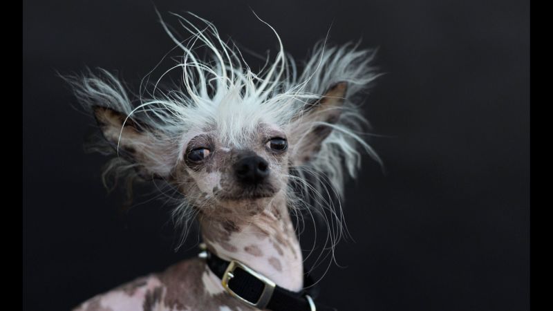 Meet the world's ugliest dog | CNN