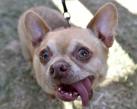 Andre, a 7-year-old Chihuahua, has participated in the World's Ugliest Dog Competition before. He loves to eat, sleep and play with his family, <a href="http://www.sonoma-marinfair.org/worlds-ugliest-dog-1/?contest=photo-detail&photo_id=6579" target="_blank" target="_blank">according to his bio</a>.