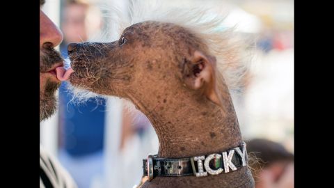 Icky, a 6-year-old Chinese crested dog, shares a kiss with owner Jon Adler at the World's Ugliest Dog Contest. He was rescued from a "hoarding situation" in Butte County, California, <a href="http://www.sonoma-marinfair.org/worlds-ugliest-dog-1/?contest=photo-detail&photo_id=6519" target="_blank" target="_blank">according to his bio</a>. He has appeared in movies, magazine covers, and recently participated in a shoot for a Ray Ban ad.