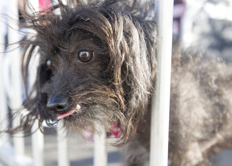 Ugliest dog sale 2015