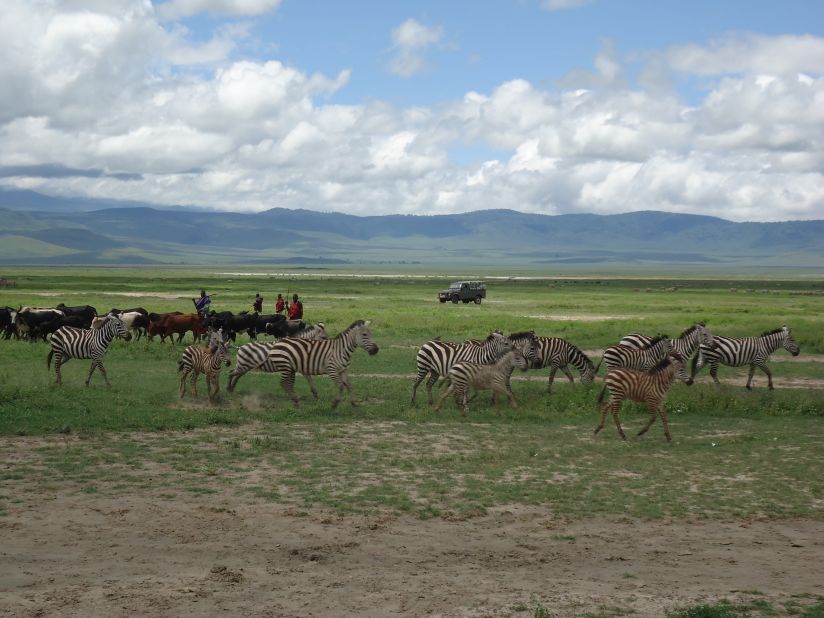 Maasai tribesmen <a href="http://ireport.cnn.com/docs/DOC-887582">watch their cattle graze</a> alongside wild zebras.