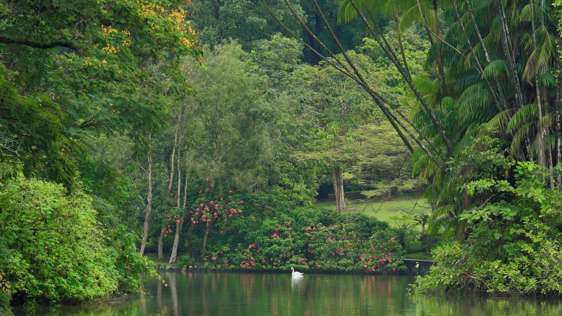 <strong>Singapore Botanical Gardens, Singapore. </strong>Located in the heart of Singapore, Singapore Botanical Gardens shows the evolution of a British tropical colonial botanic garden. Now a scientific institution focused on conservation and education, the site includes historic buildings and plants that have evolved since the gardens were created in 1859. The garden's Swan Lake is shown here.
