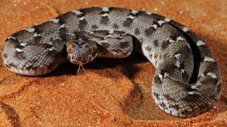 A toxin isolated from saw-scaled viper venom served as the template for the drug tirofiban, used in the treatment of myocardial infarction. The snake is found in the Middle East and the Indian subcontinent.