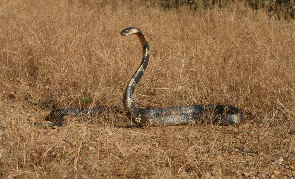 Teams at the University of Singapore are working with venom from the King Cobra -- isolating a particular toxin that shows strong potential as a treatment for chronic pain.