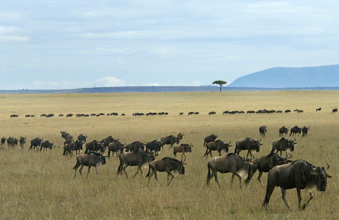 Wildlife roams freely in Kenya's Maasai Mara.