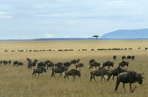 Wildlife roams freely in Kenya's Maasai Mara, drawing in swathes of safari tourists every year. This is putting a lot of pressure on the area's resources, says Stefaan Poortman, executive director of the Global Heritage Fund. <br />