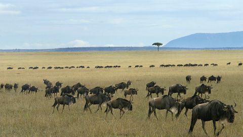 Wildlife roams freely in Kenya's Maasai Mara.